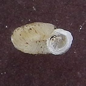 Vallonia sp. ?